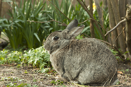 kanin, bunny, våren, hage, kjæledyr