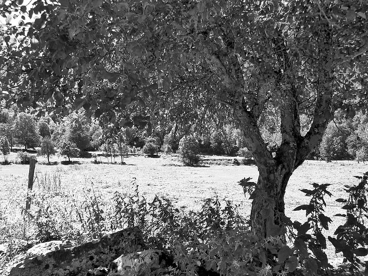 tree, black and white, vegetation, prairie