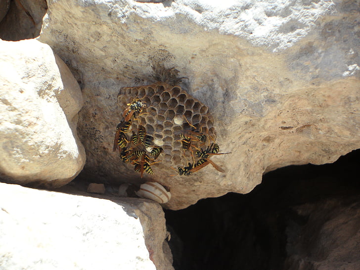 wasps, hard working, insect, build, the hive, nest building, nature