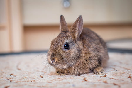 dwarf bunny, hare, small hare, nager, dwarf rabbit, long eared, pet