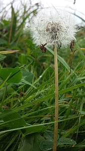 weed, dandelion, seeds, stalk, autumn, grass, pointed flower