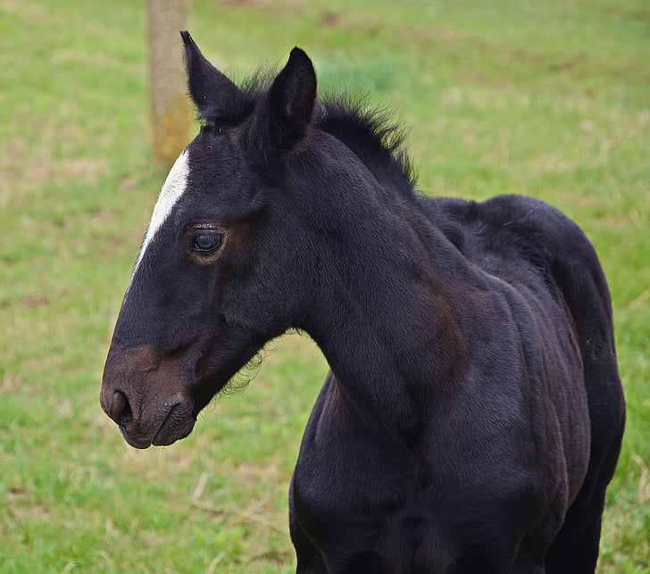 foal, horse, black, one animal, grass, field, animal head