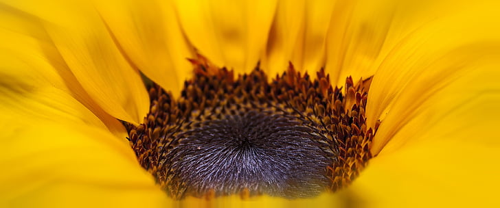 Helianthus, floarea soarelui, galben, maro, vara, floare, floare