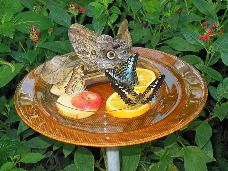 Butterfly house, Mainau ø, Bodensøen, sommerfugle, botanik, dyr, mad