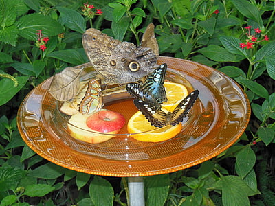 butterfly hus, Mainau øya, Bodensjøen, Sommerfugler, botanikk, dyr, mat
