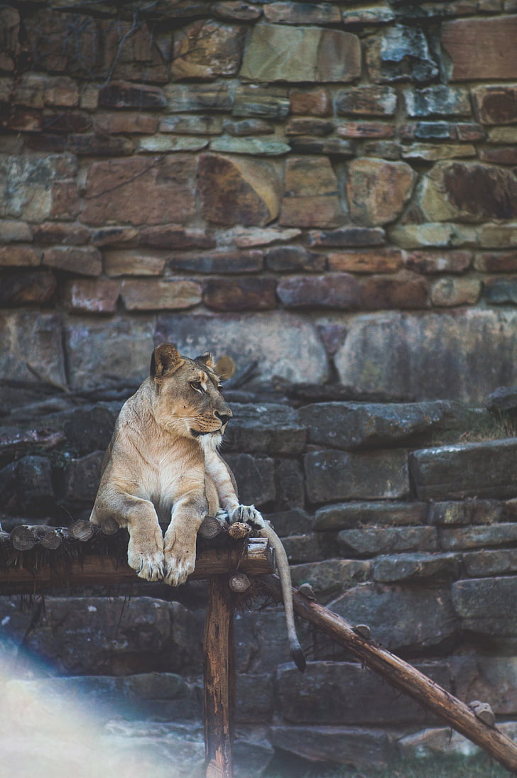 Lion, chat, Zoo, faune, animal, sauvage, nature