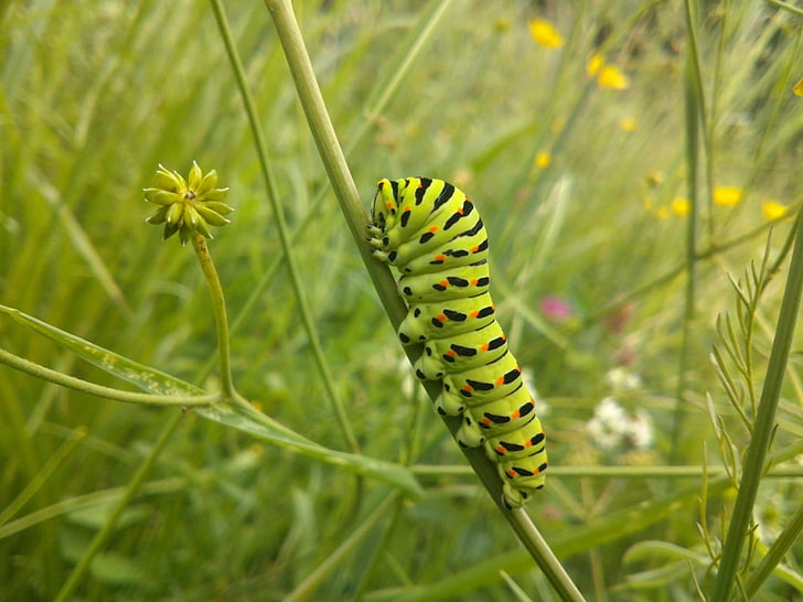 caterpillar, green, grass, nature, forest, dacha, field