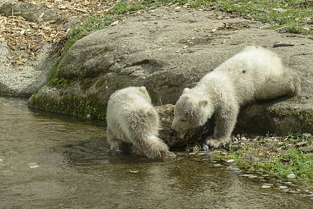 Kutup ayısı, yavrularını, hayvan, memeli, doğa, yaban hayatı, Kuzey Kutbu