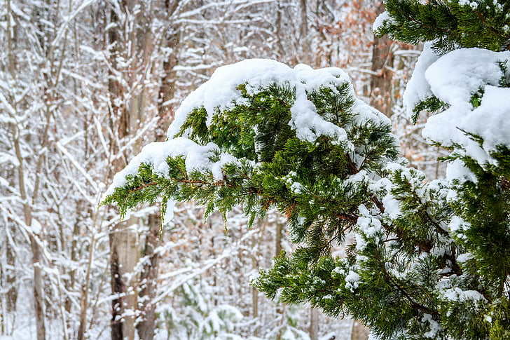 winter, Red cedar, sneeuwt, Juniper tree, Oost-jeneverbes, potlood ceder, Juniper virginiana