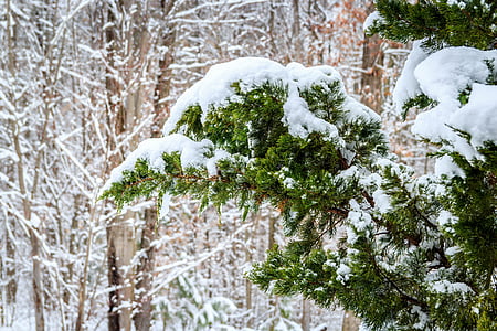 冬, 赤いヒマラヤ スギ, 雪が降っています。, 杜松の樹, 東部ジュニパー, 鉛筆杉, juniper の virginiana