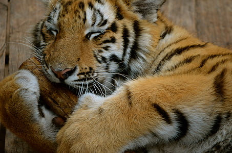 Tigre, Sudáfrica, África, animal, naturaleza, gato, mamíferos