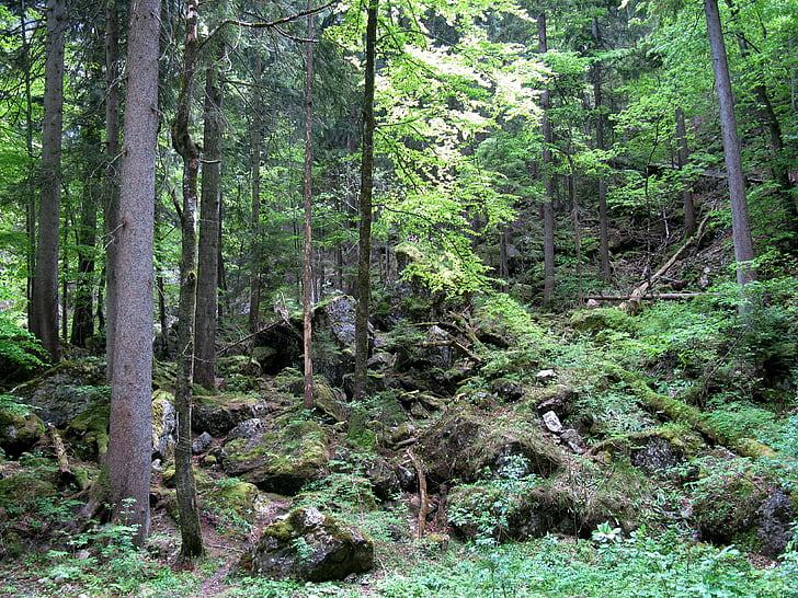 forest, kristin, poellatschlucht, rock, spruce, bavaria, water