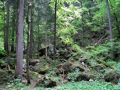 森林, 克丽丝汀, poellatschlucht, 岩石, 云杉, 巴伐利亚, 水