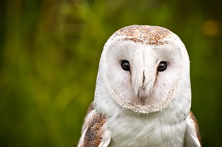 Owl, con chim, động vật hoang dã, vĩ mô, cận cảnh, Thiên nhiên, hoạt động ngoài trời