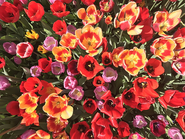 tulipány, parku, zelená, Příroda, červená růže, žlutá růže, léto