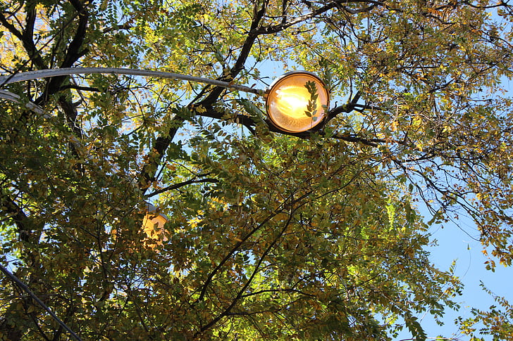 arbres, Sky, lanterne