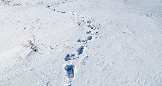 snow, footprint, cold, track, frost, mountain, footpath