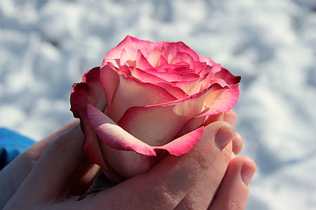 rose, pink and white, blossom, bloom, flower, rose bloom, fragrant rose