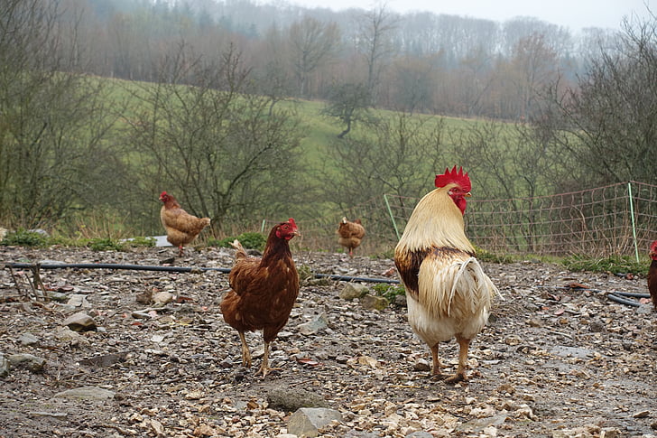 cock, hen, backyard, field, poultry, chicken coop, bird