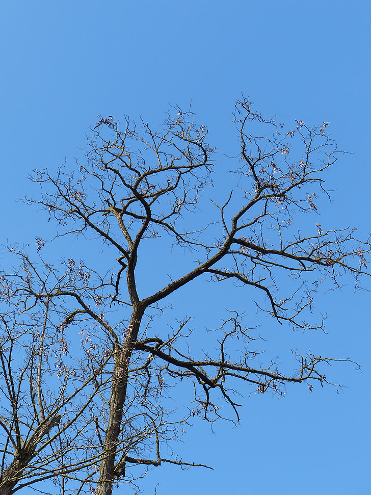 treet, estetisk, grener, himmelen, blå, Crown