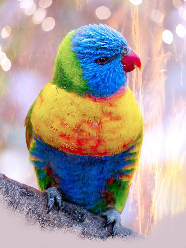 παπαγάλος, πουλί, πολύχρωμο, φτέρωμα, φτερό, νομοσχέδιο, χρώμα