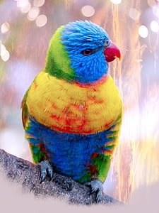 papiga, ptica, šarene, perje, pero, račun, boja