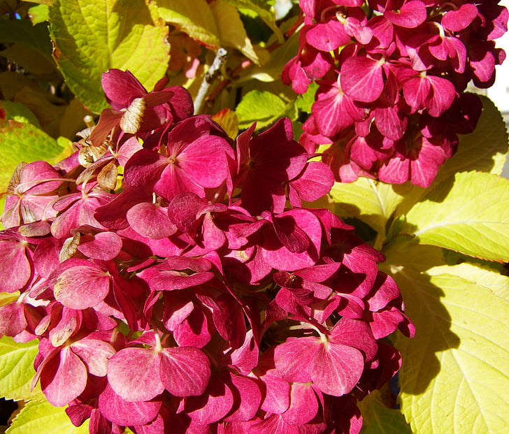 hortensia, Burgundy, trädgård, naturen, Leaf, Anläggningen, sommar