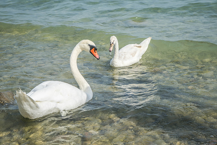 swans, birds, nature, wildlife, white, lake garda, outdoors