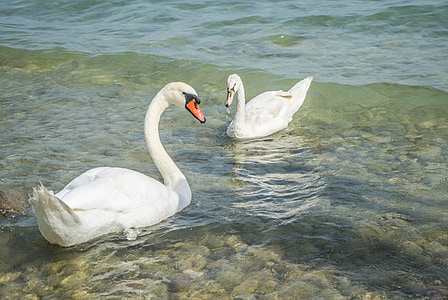 лебеди, птицы, Природа, Дикая природа, Белый, Озеро Гарда, на открытом воздухе
