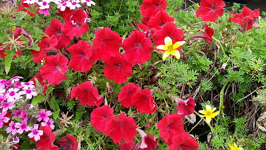 붉은 꽃, 자연, 꽃, 가, 꽃, 그린, 공장