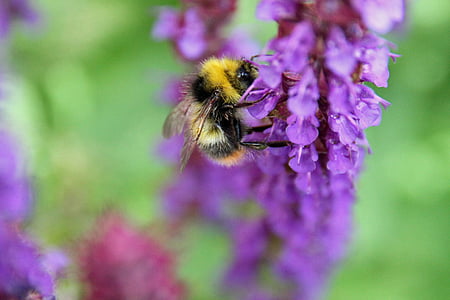 Thiên nhiên, Độ mở ống kính duy nhất chủ đề, Độ mở ống kính, con ong, Hoa