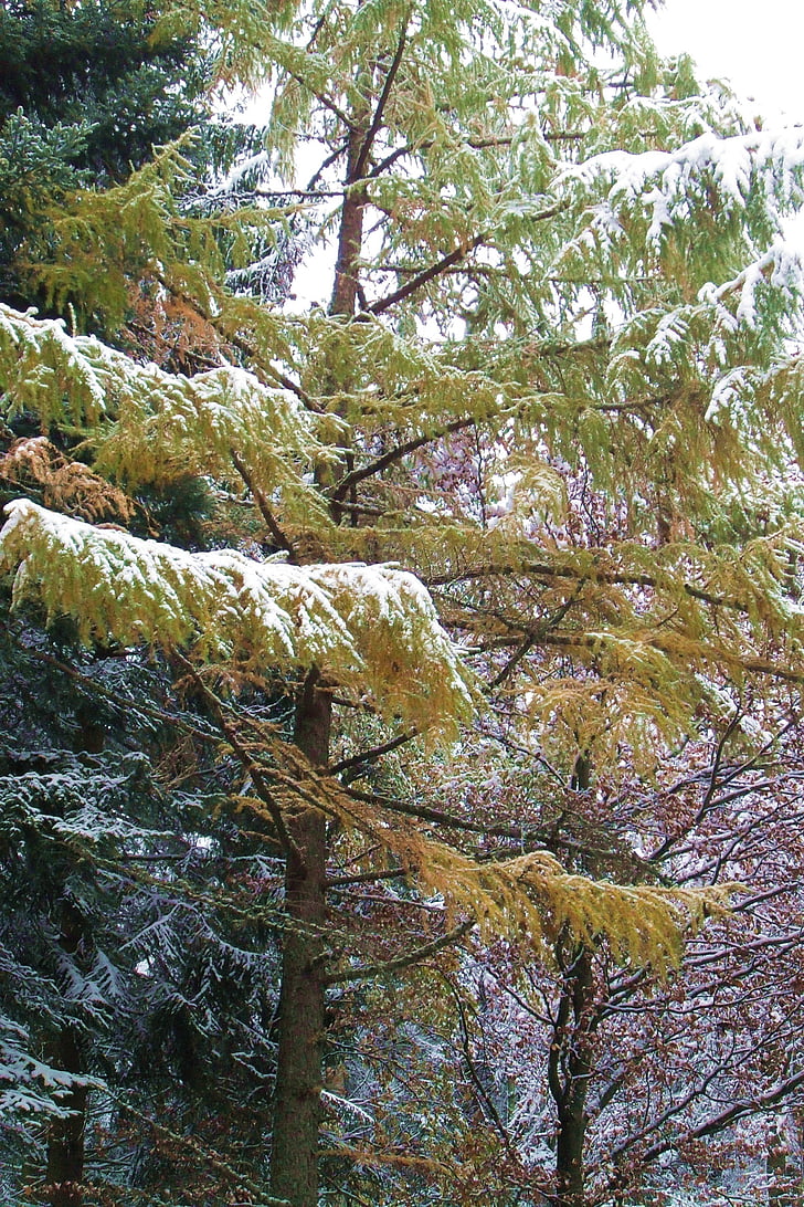Làrix, neu, l'hivern, arbre, hivernal, cobert de neu, coníferes