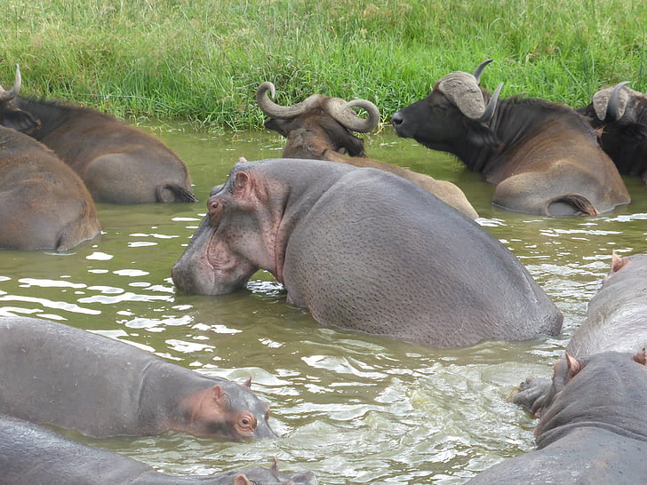 uganda, hippopotamus, hippo, pod, africa, wild, water