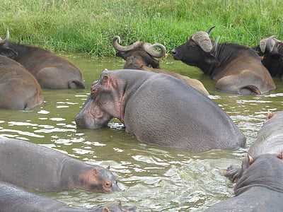 Uganda, Hippopotamus, Hippo, Pod, Afrika, Wild, vann