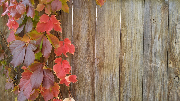 wijnstokken, herfst, wenskaart, Val, houten hek, natuur, blad