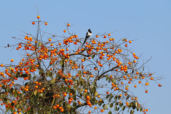 magpie, bird, natural, fruit trees, persimmon, nature, branch
