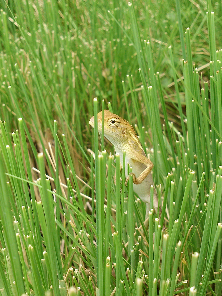 Gecko, hierba, verde, naturaleza