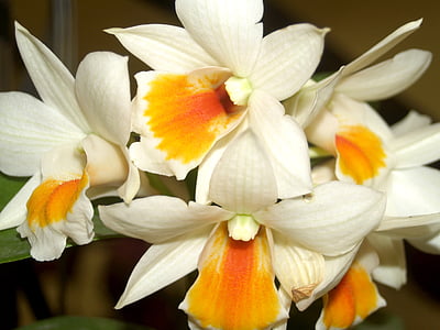 orchidej, květ, světlé, fialová, Flora, růst, dekorace