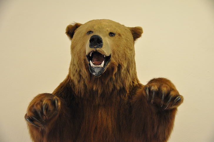 bear, grizzly, museum, old, stuffed animal, fauna, exhibit