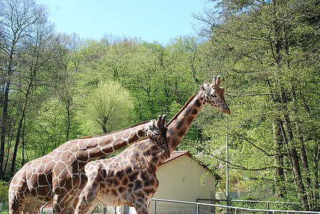jardim zoológico, girafas, animal, mamífero, pescoço, África, girafa reticulada