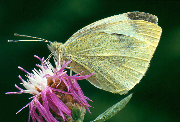 wit, vlinder, knapweed