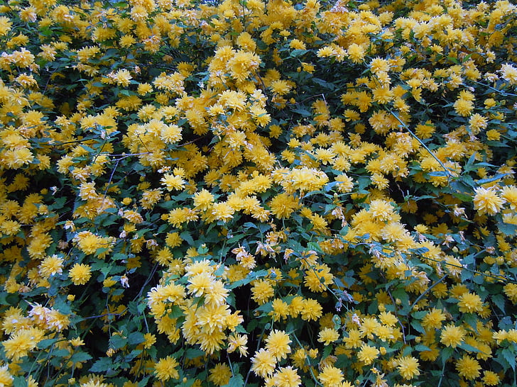 blütenmeer, arbust ranunkel, groc