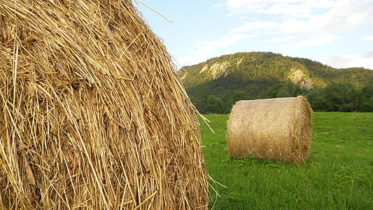 hay, hay bales, agriculture, round bales, harvest, landscape, summer