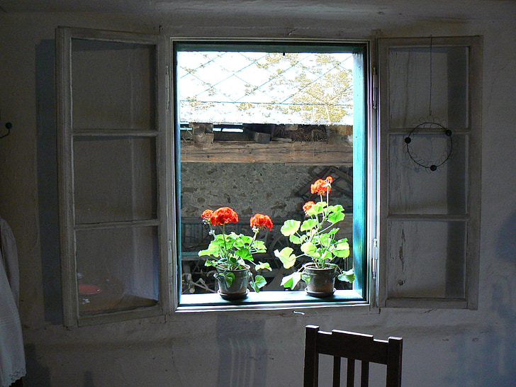 finestra, fiore, rosso