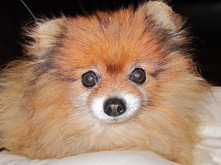 Pomeranian, culoare portocalie, caine rasa pitic