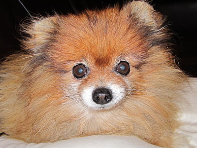 Pomeranian, orange färg, hund rasen dvärg