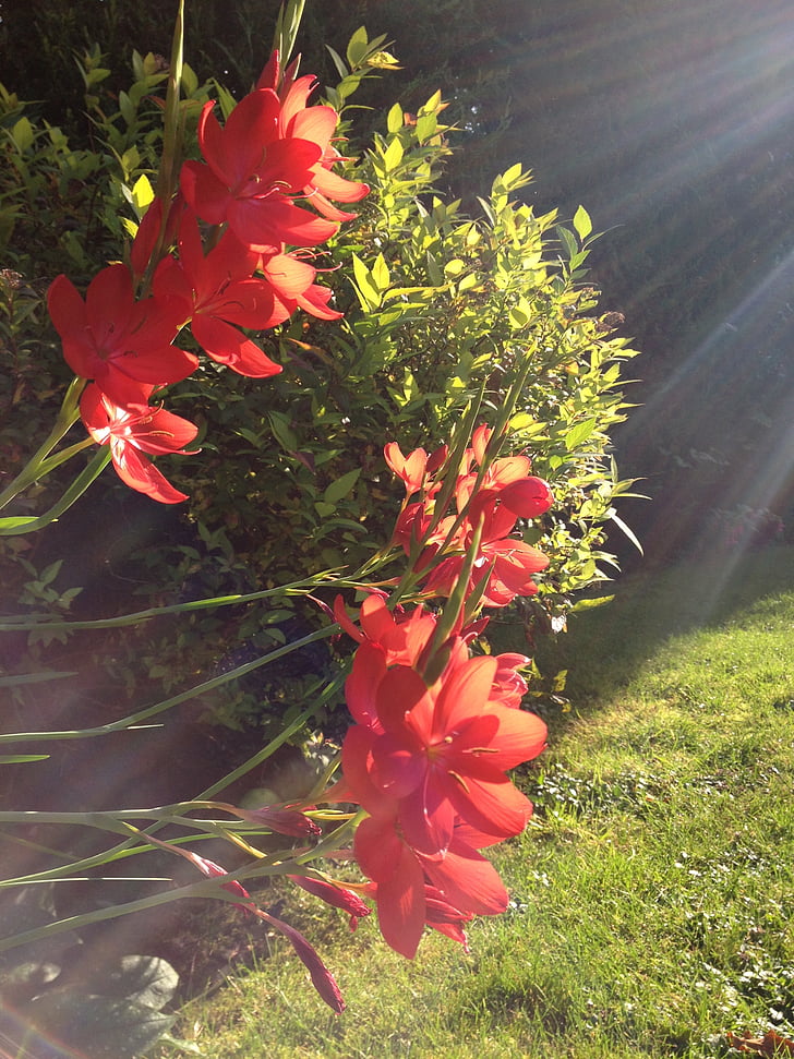 sun, flowers, nature, red, flower, plant