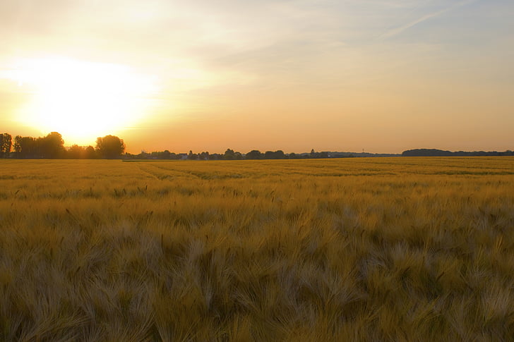 lauks, kukurūzas laukā, saullēkts, graudaugi, ainava, kviešu lauks, lauksaimniecība