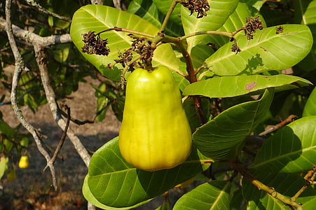 Cashew-nötter, frukt, träd, sumakväxter, Mango familj, Mogna, gul