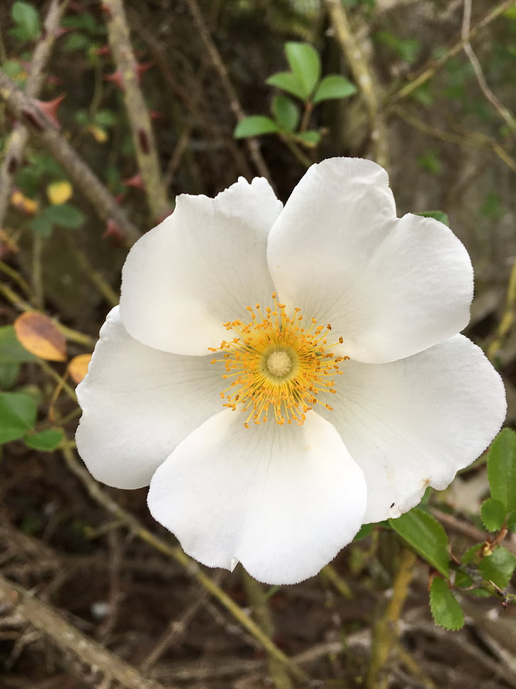 naik, Wild rose, putih